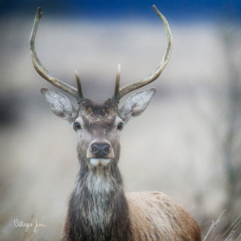 JUMBO ART - RUMBLED RED DEER - HUGE 1 Metre Square Canvas